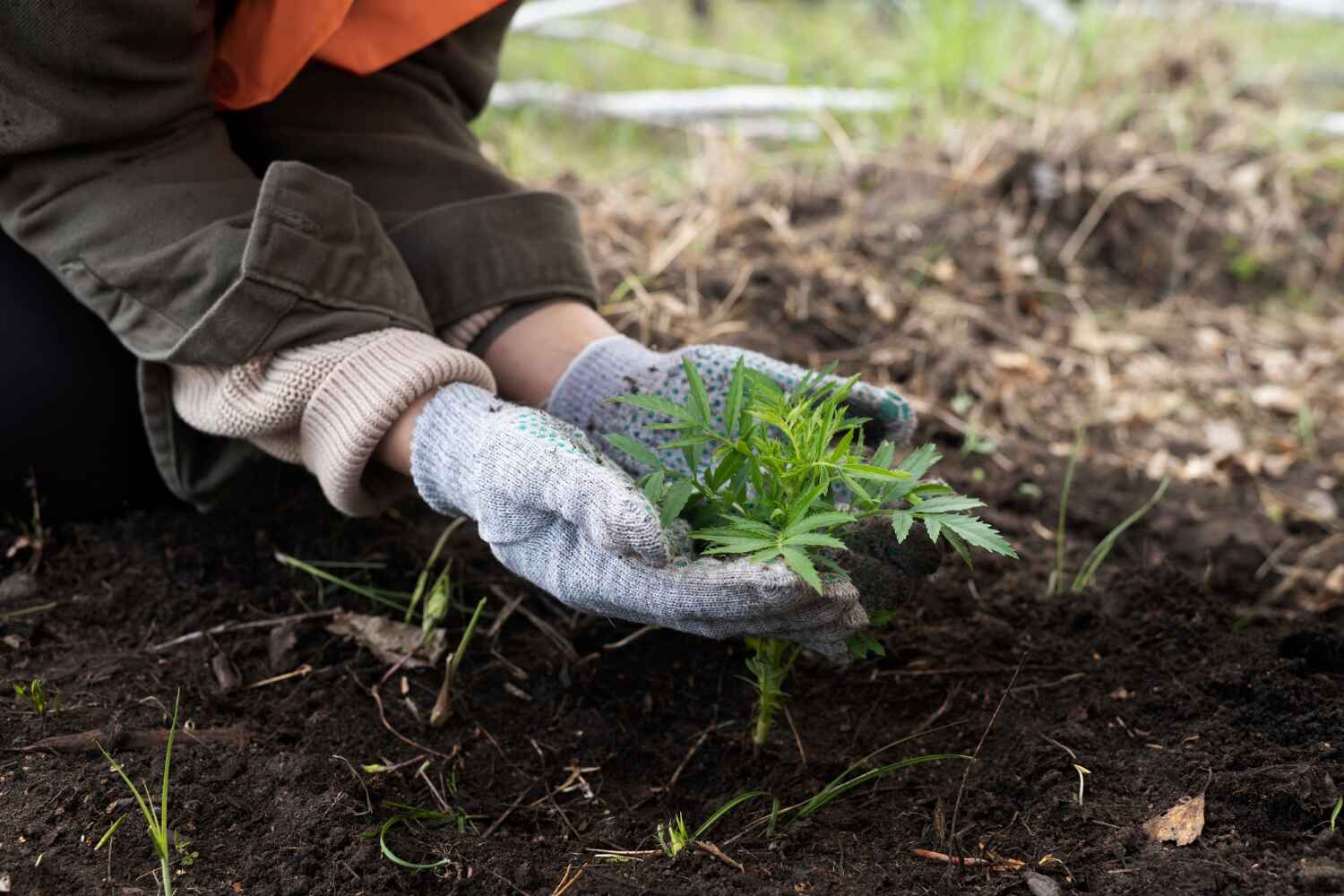 Tree Removal for Businesses in South Miami, FL